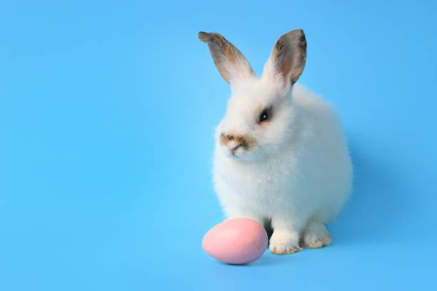 istock Happy white bunny rabbit with painted pink Easter egg on blue background. Celebrate Easter holiday and spring coming concept. 1216431298
