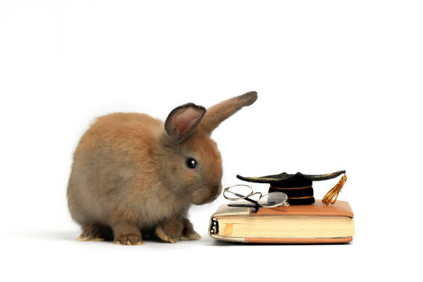 istock Brown rabbit with glasses and graduation hat on book on white  background, cute bunny study success, pet education and animal training concept 1216431302