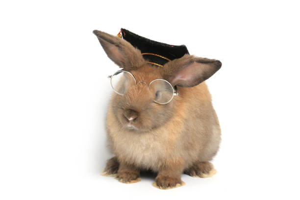 istock Brown rabbit wearing glasses and graduation hat with a book on white background, cute bunny study success, pet education and animal training concept 1216431308