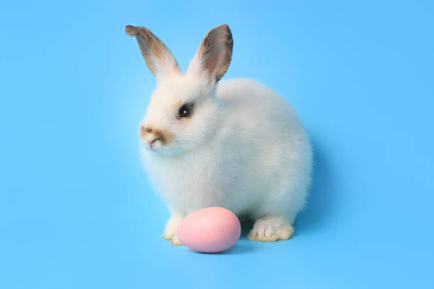 istock Happy white bunny rabbit with painted pink Easter egg on blue background. Celebrate Easter holiday and spring coming concept. 1216431310