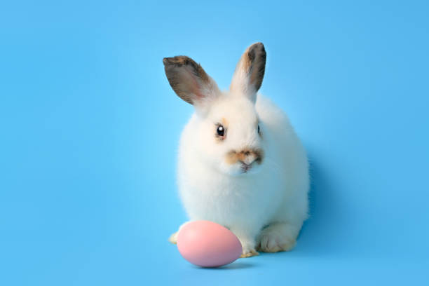 istock Happy white bunny rabbit with painted pink Easter egg on blue background. Celebrate Easter holiday and spring coming concept. 1216431325
