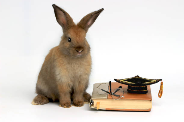 istock Brown rabbit with glasses and graduation hat on book on white  background, cute bunny study success, pet education and animal training concept 1216431338