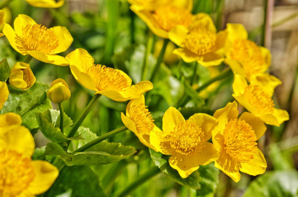 istock Caltha palustris-marsh plant with yellow petals. 1216432233