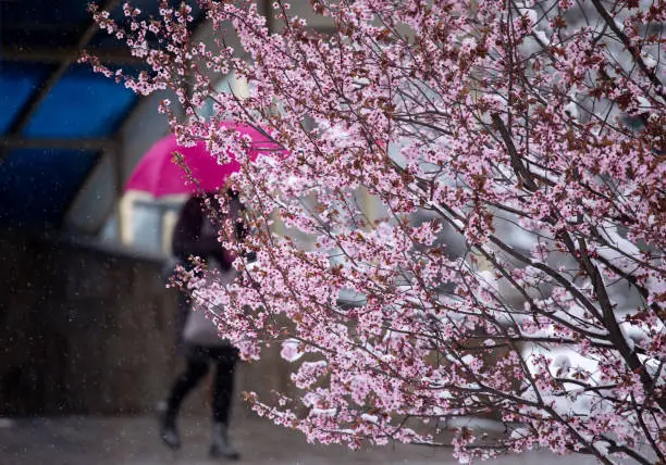 Human silhouette out of focus behind pink blossom in a late winter day