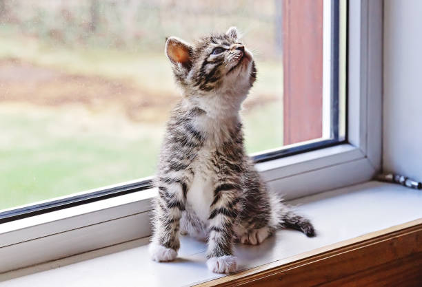 istock Cute tabby cat sitting on window sill and looking up 1216433706