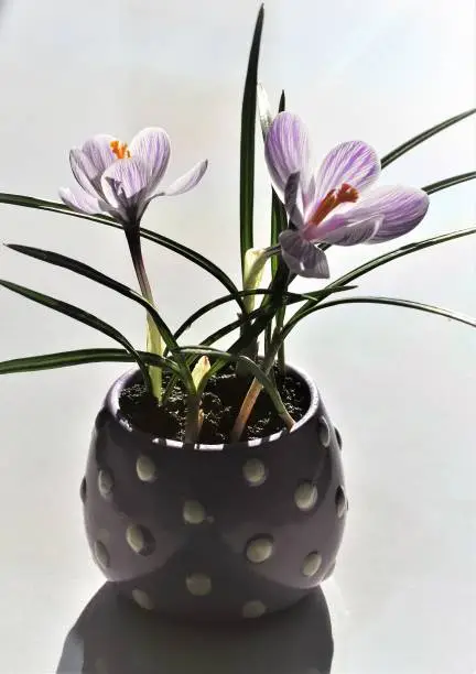 Two, light purple, spring flowers in cute, decorative ceramic pot. 
'Pickwick' Dutch Crocus.