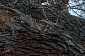 Camouflaged Owl in Tree