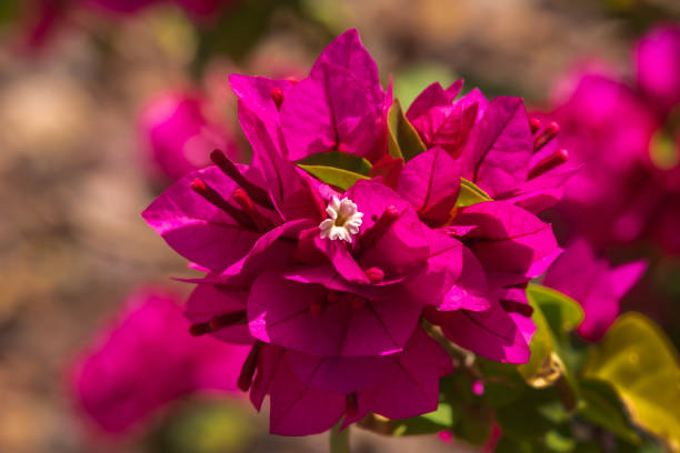 A closeup of the crimson leaves and small white flowers of the Bougainvillea plant.