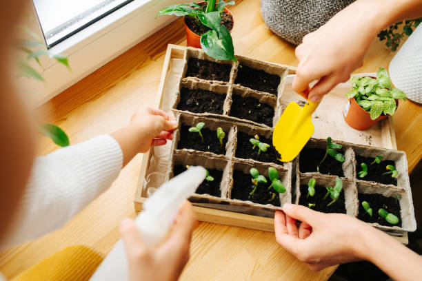 istock Two people gardening seedlings on windowsill. No heads, hands only. 1216434121