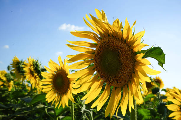 istock Sunflower field at dusk 1216435180