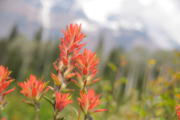 istock Fireweed Wildflower in Meadow 1216436215