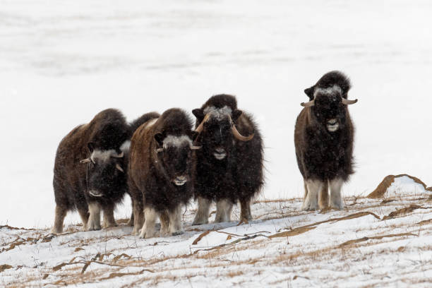 mandria di muskox selvatico si trovava in posizione difensiva. - bue muschiato foto e immagini stock