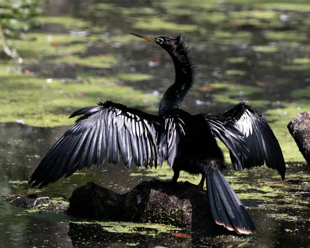 Anhinga bird close-up profile view displaying spread wings, head, beak, tail in its environment and surrounding.