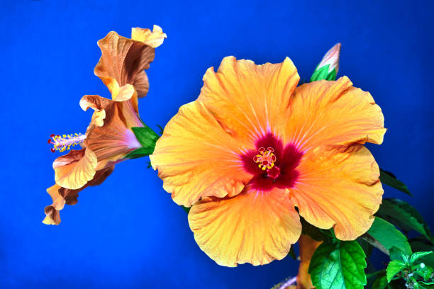 istock Beautiful stately red flowers on the hibiscus shrub 1216437708