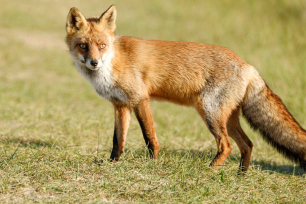 istock A magnificent wild Red Fox, the fox looks straight into the camera 1216439108