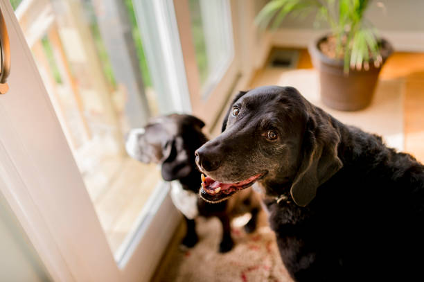 Happy Senior Pet Dog Indoors Senior age black lab dog, looking happy at the camera, while standing by a slider door with pitbull in the background black labrador stock pictures, royalty-free photos & images