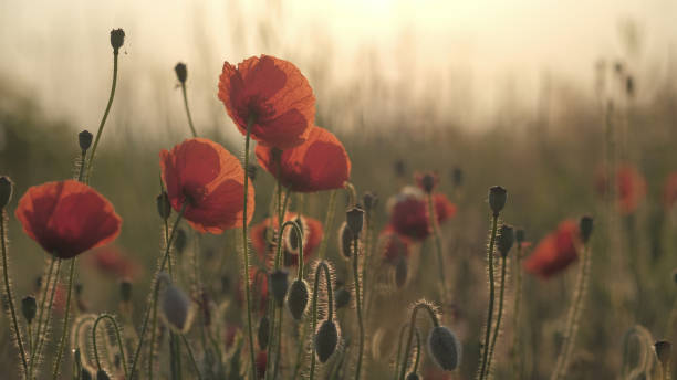 istock Spring meadow with red poppies at sunrise. Beautiful natural spring background 1216439704