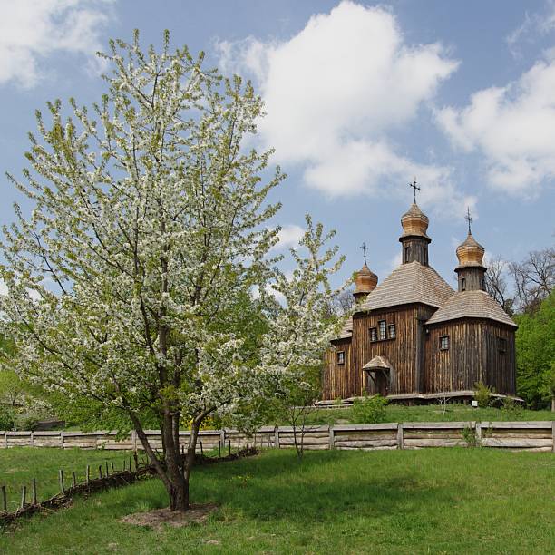 Wooden church with blooming tree stock photo