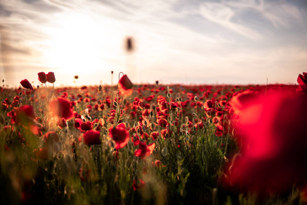 istock Poppies field in summer 1216440953