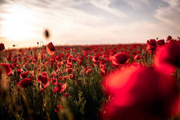 istock Poppy in the sunset 1216440963