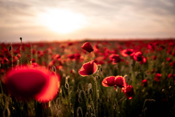 Poppies at sunset