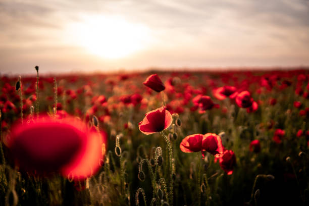 Poppies at sunset Poppies in backlight corn poppy photos stock pictures, royalty-free photos & images