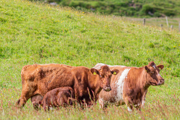 istock Brown calf cows on green pasture with their calves 1216442590