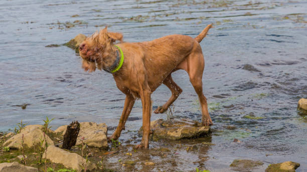 istock Wirehaired Vizsla dog shaking the water 1216442957