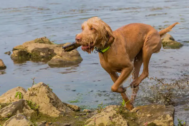 Wirehaired Vizsla dog running on water and stones from a river with a piece of wood in its snout on an active day enjoying nature, sunny spring day