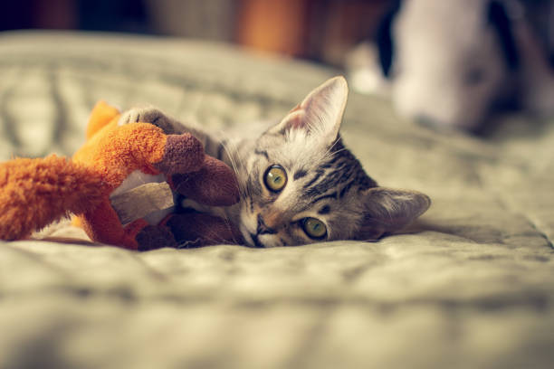 istock Adorable little kitten playing with toy in bed. 1216443112