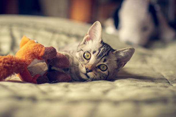 istock Adorable little kitten playing with toy in bed. 1216443120