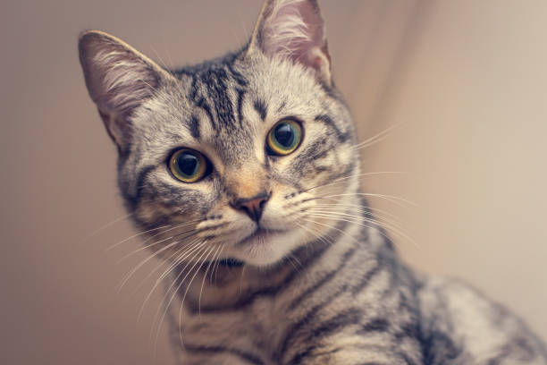 istock Beautiful tabby cat posing for photo. 1216443153
