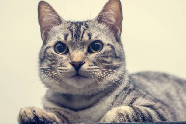 istock Beautiful tabby cat posing for photo. 1216443184