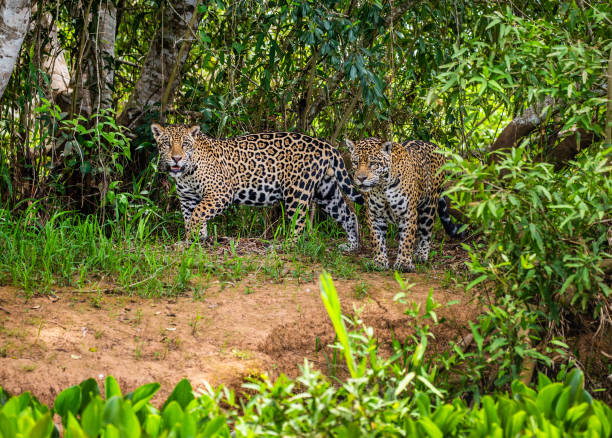 istock Two jaguars in the jungle. A rare moment. 1216444025