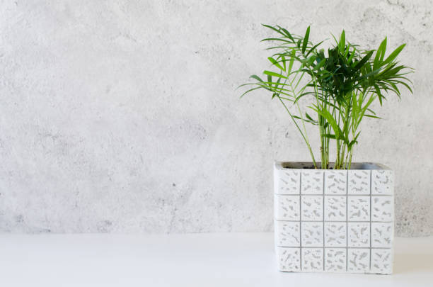 istock Potted plant Chamaedorea elegans near gray concrete wall. 1216444324
