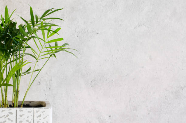 istock Potted plant Chamaedorea elegans near gray concrete wall. 1216444400
