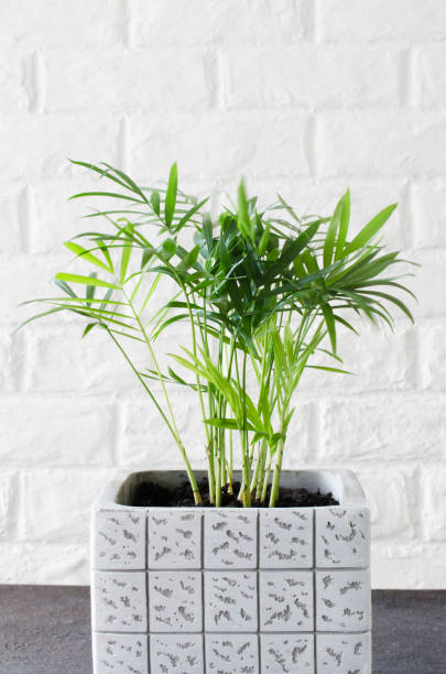 istock Potted plant Chamaedorea elegans near white brick wall. 1216444405