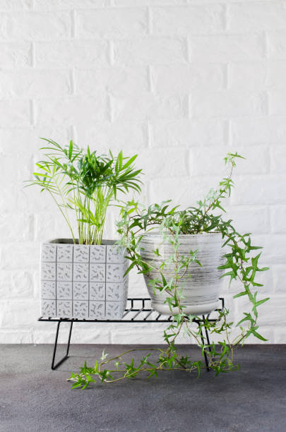 istock Potted plants Chamaedorea elegans and ivy near white brick wall. 1216444418