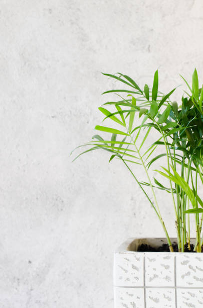 istock Potted plant Chamaedorea elegans near gray concrete wall. 1216444431