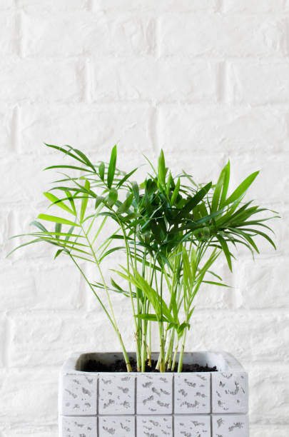 istock Potted plant Chamaedorea elegans near white brick wall. 1216444468