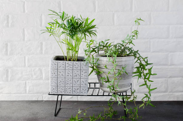 Beautiful potted plants Chamaedorea elegans and ivy near white brick wall.