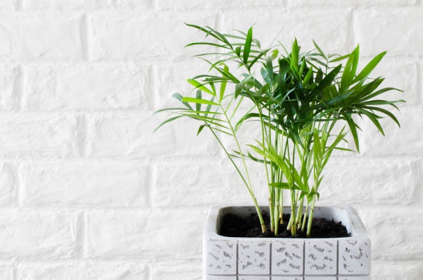 istock Potted plant Chamaedorea elegans near white brick wall. 1216444480