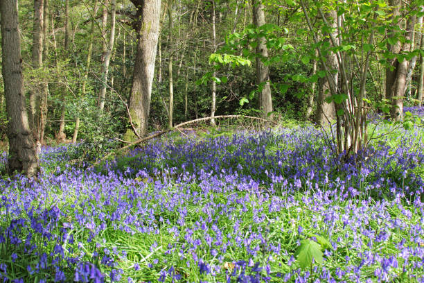 istock Bluebell woods in Springtime, Crowthorne, Berkshire, UK 1216444664