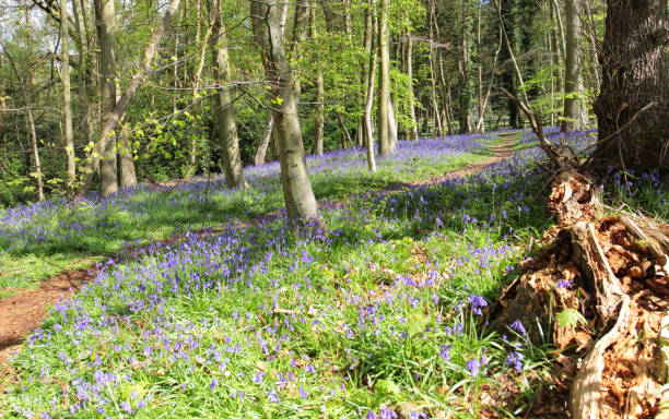 istock Bluebell woods in Springtime, Crowthorne, Berkshire, UK 1216444877