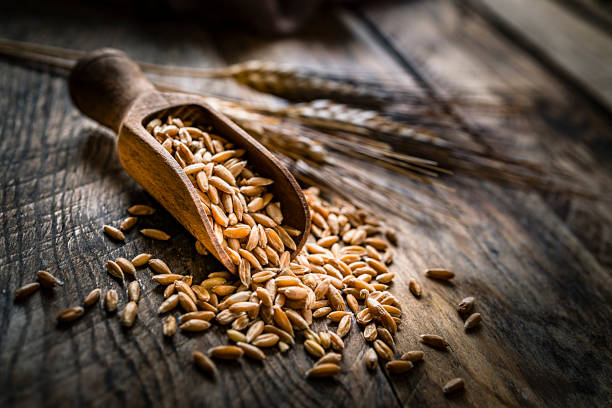 Healthy food: close up view of a serving scoop filled with wholegrain wheat on a rustic wooden table. Some seeds are spilled on the table. Predominant color is brown. High resolution 42Mp studio digital capture taken with SONY A7rII and Zeiss Batis 40mm F2.0 CF lens