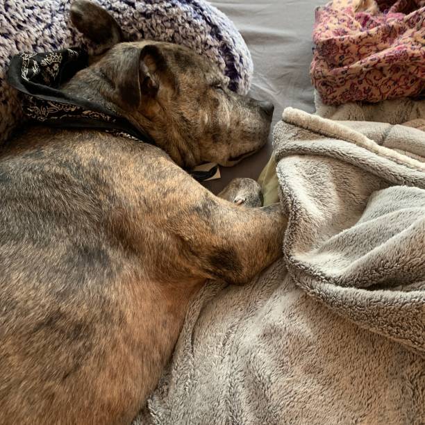istock Catahoula Pit Mix Sleeping Soundly 1216445727