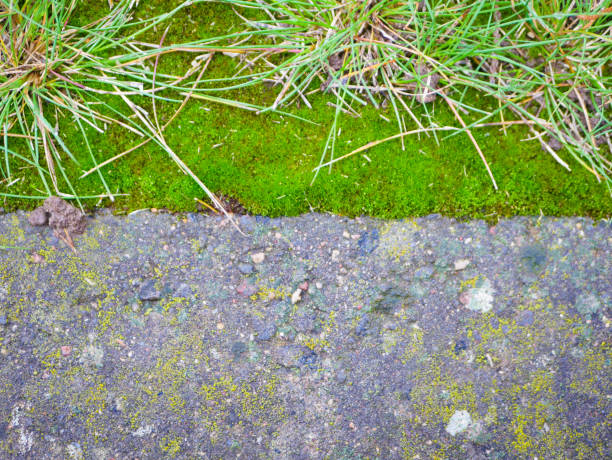 istock Paving slabs covered with moss. Large view. Moss rock, paving stones covered with moss, human vs nature, strong nature 1216445798