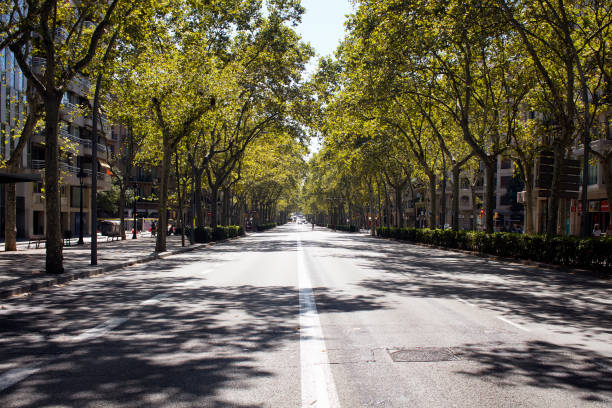 vista de una de las principales avenidas llamadas "gran via de les corts catalanes" - avenue tree fotografías e imágenes de stock