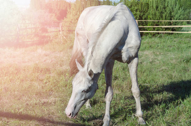 istock White horse grazing in the paddock in summer 1216446004