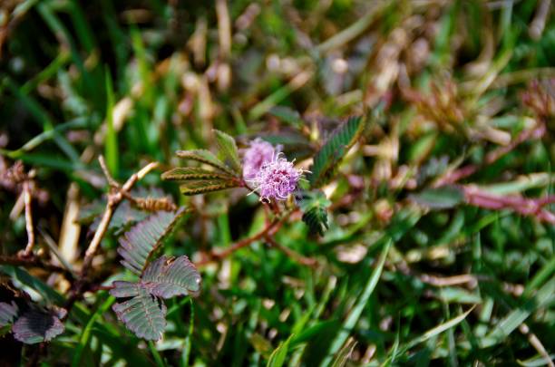 flor de mimosa prudish en el campo - prudish fotografías e imágenes de stock